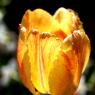 Macro and Close-ups