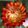 PAPER FLOWER resized 2 copy