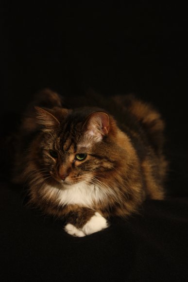 Keecha